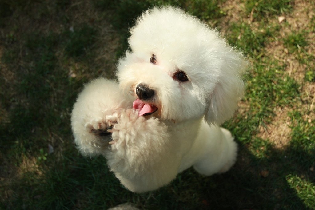 How Often Should You Bathe a Dog?