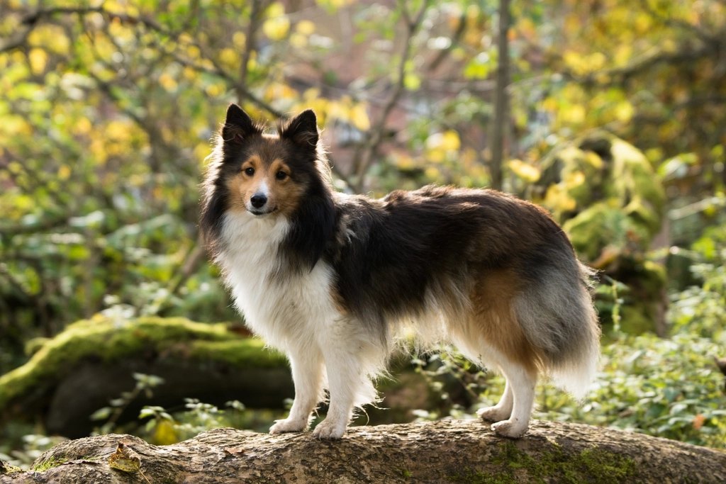 Best Flea and Tick Prevention for Dogs