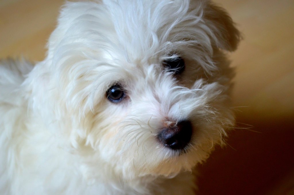 Best Dog Harnesses for Small Dogs
