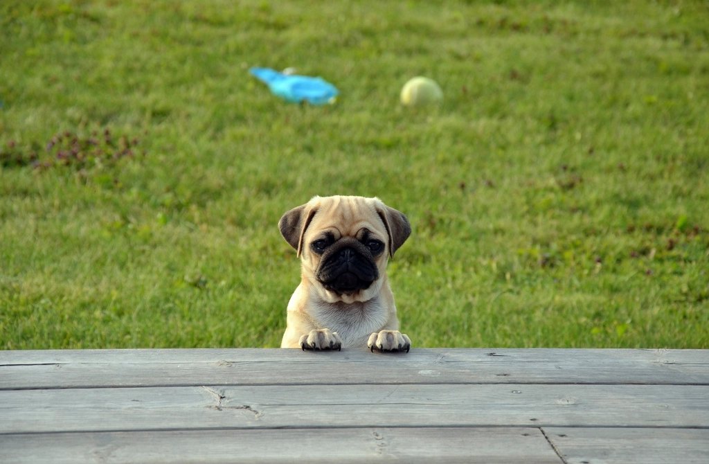 Dog looking worried or stressed