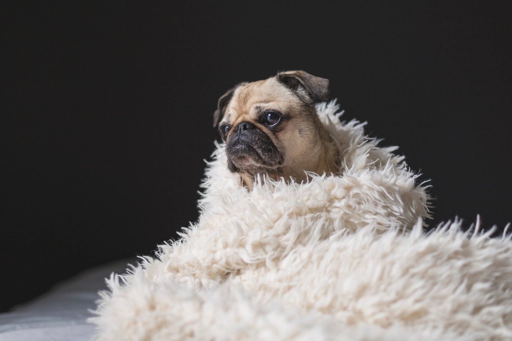 Best Senior Dog Food for Small Breeds