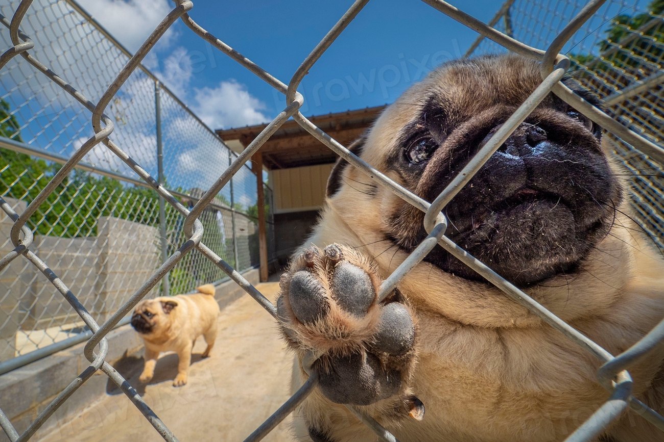 Small Breed Dog Food: How to Choose the Right One