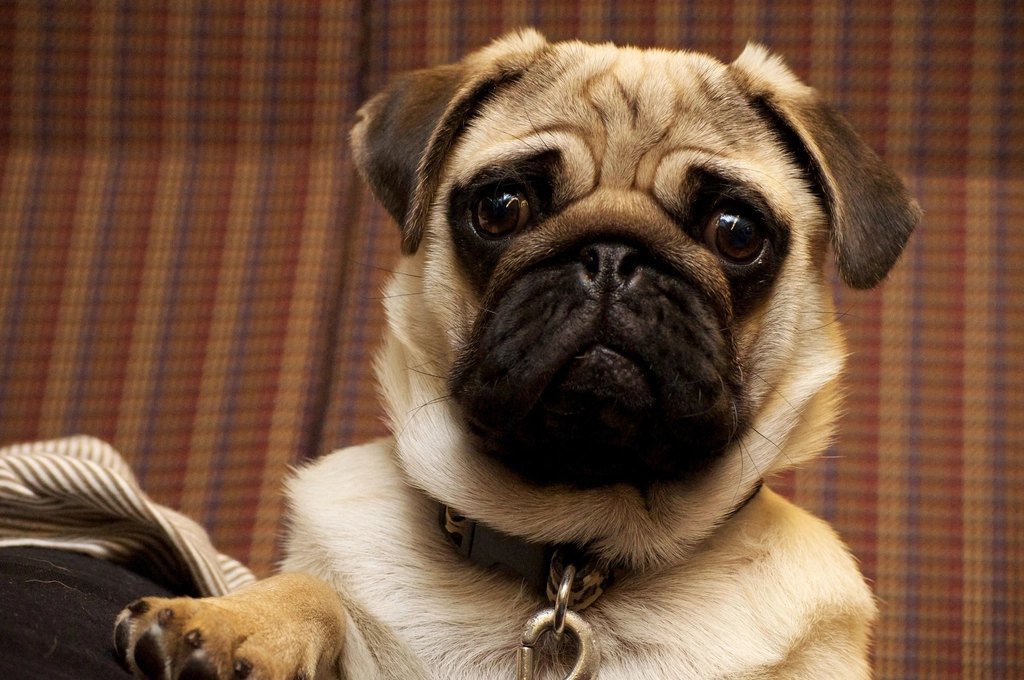 How to Switch Your Dog's Food Without an Upset Stomach