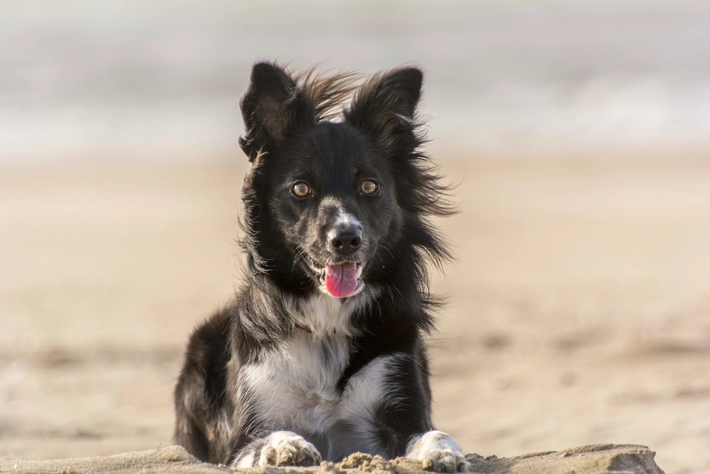 Why Is My Small Dog So Picky With Food? 6 Reasons