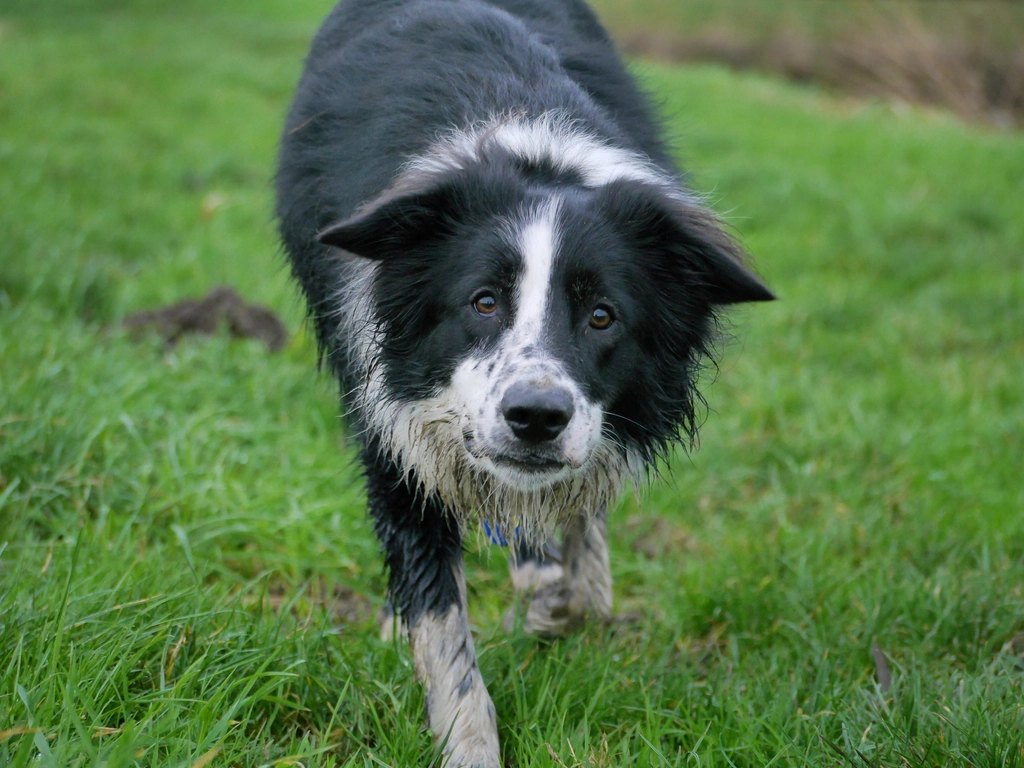 Blue Buffalo Life Protection Senior Small Breed