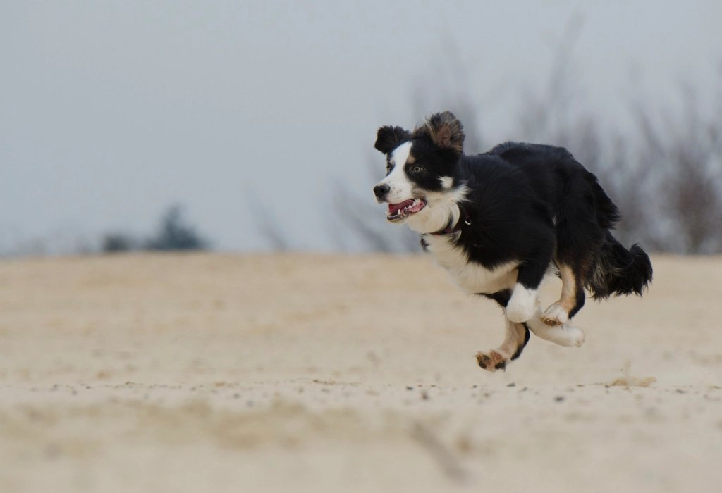 Wellness Complete Health Small Breed Puppy