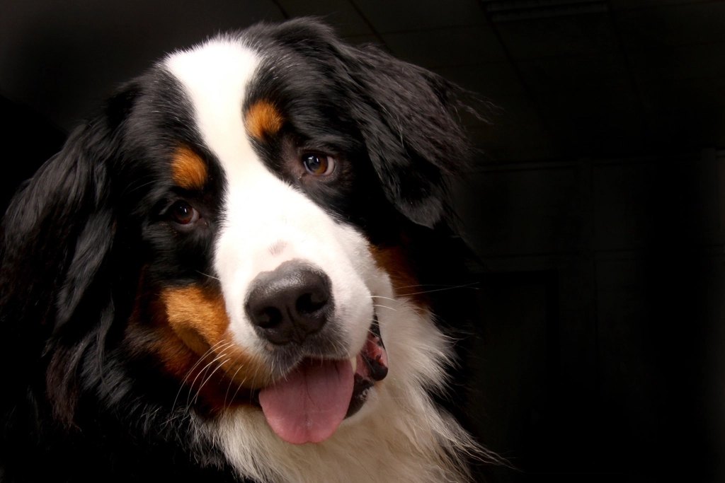 Hill's Science Diet Puppy Small Paws