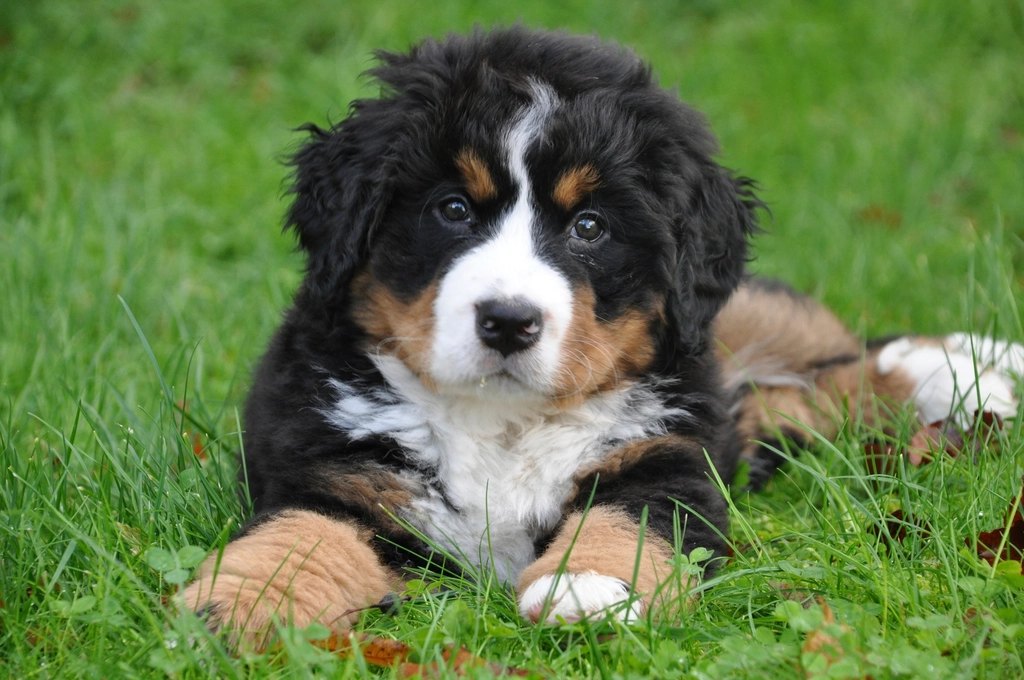 Blue Buffalo Life Protection Small Breed Puppy