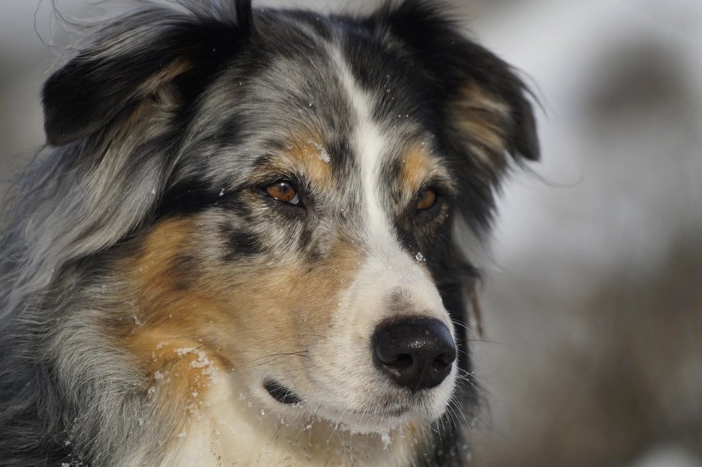Seresto Flea & Tick Collar