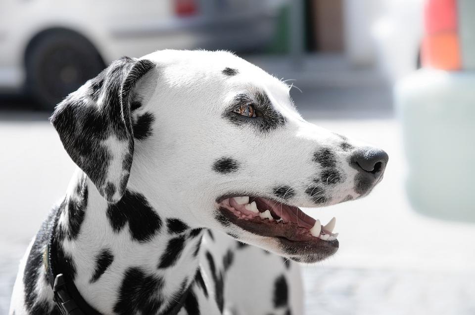 Frontline Plus for Dogs