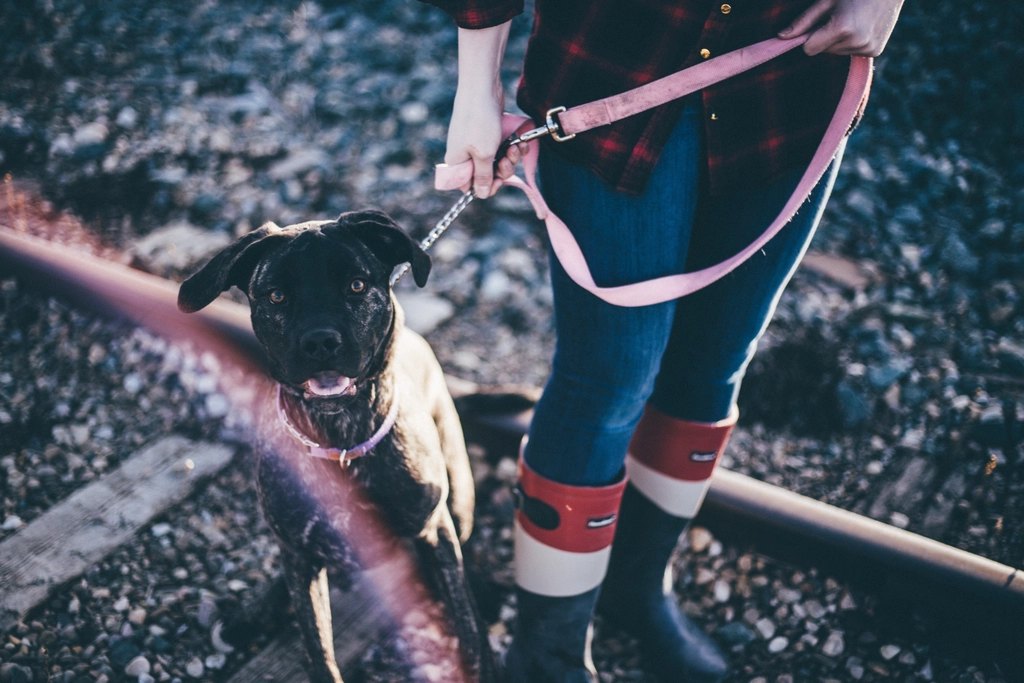 Ruffwear Front Range Harness