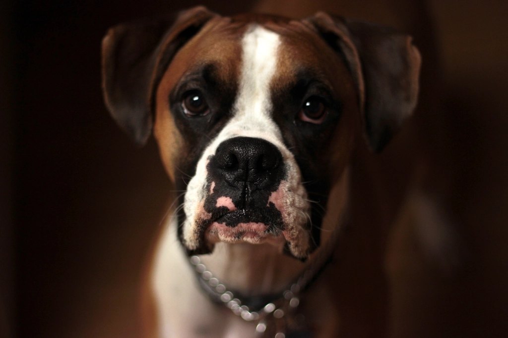 Rabbitgoo No-Pull Dog Harness