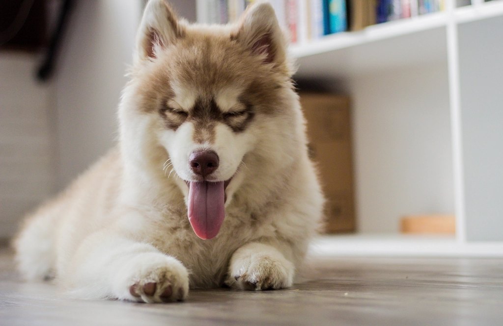 Dog wearing Tractive GPS tracker outdoors