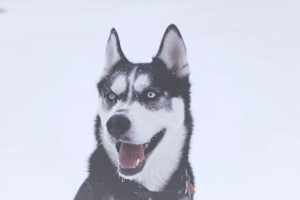 Dog with Royal Canin food