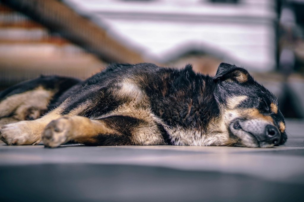 Dog sleeping peacefully on orthopedic bed