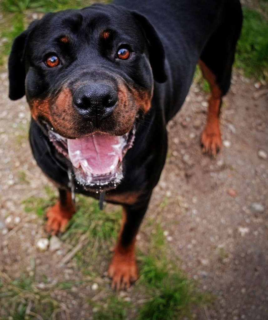 Goughnuts Indestructible Chew