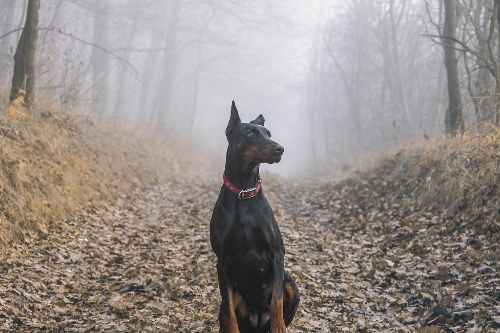 Best Dog Chew Toys for Aggressive Chewers